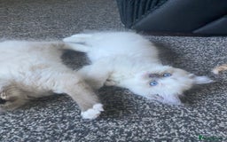 Ragdoll cats for sale: stunning ragdoll kittens - Image 15