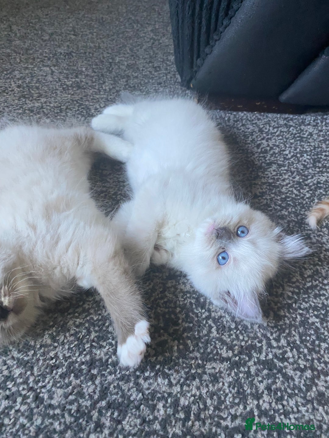 Ragdoll cats for sale: stunning ragdoll kittens - Image 15