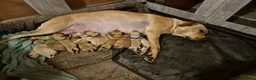 Labrador Retriever dogs for sale: Pedigree KC registered labrador pups. - Advert 7