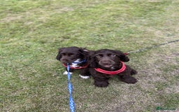 Cockalier dogs for sale: Ruben &rio  - Advert 2