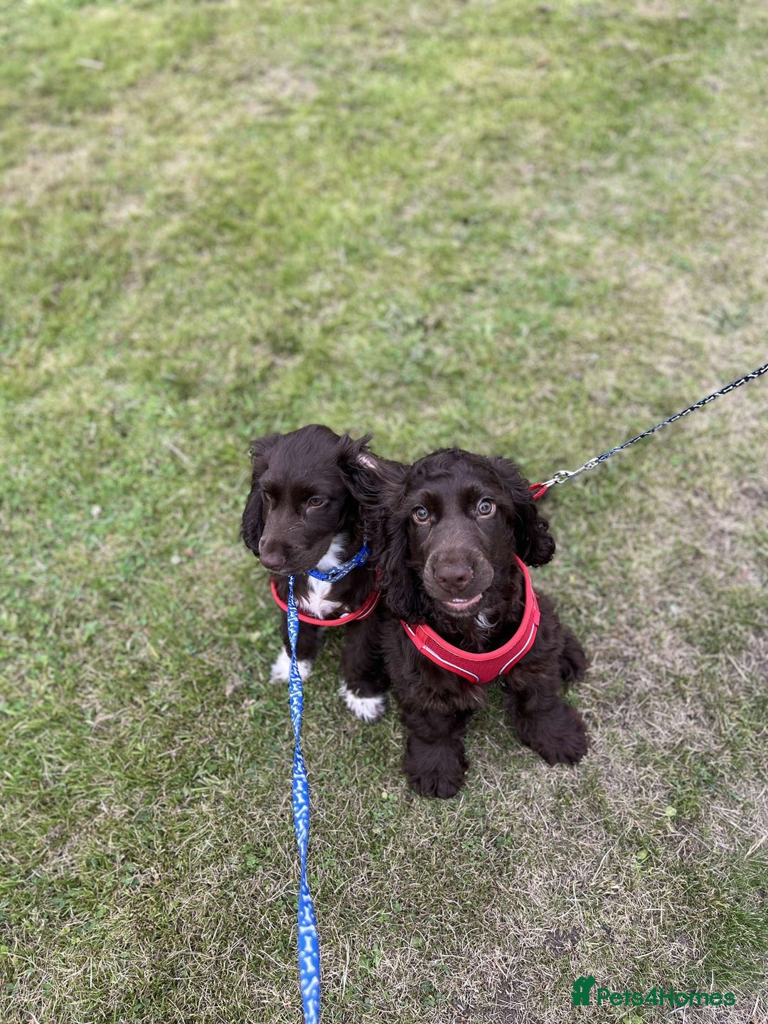 Cockalier dogs for sale: Ruben &rio  - Advert 2