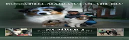Australian Shepherd dogs for sale: Australian shepherd Black Tri Male Puppy - Advert 14