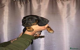 Dachshund dogs for sale: Dachshund boys ready to leave - Image 5