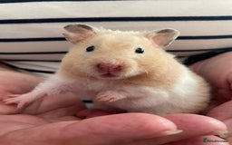 Hamster rodents for sale: Baby Syrian hamsters from show stock  - Image 36