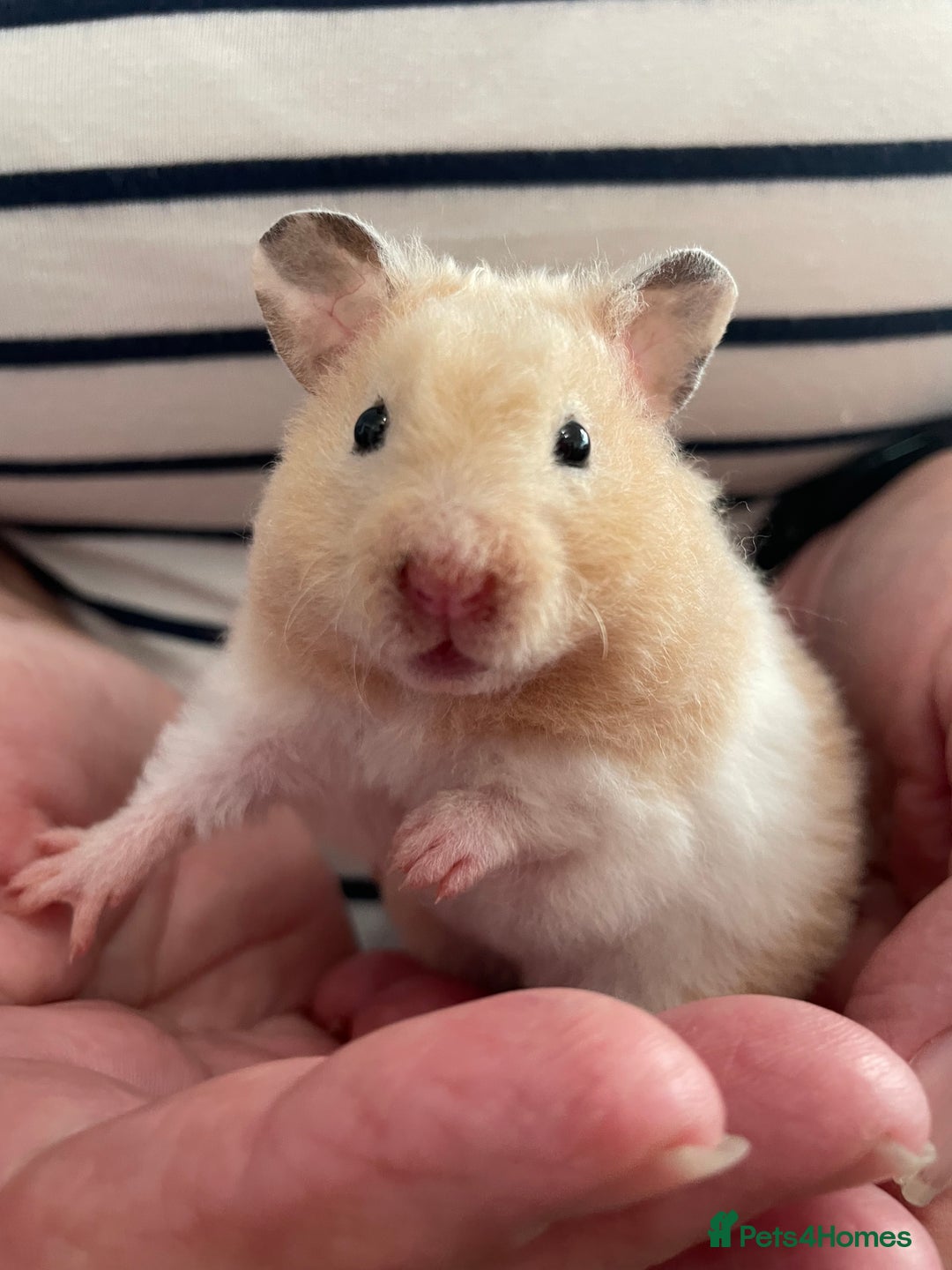 Hamster rodents for sale: Baby Syrian hamsters from show stock  - Image 36