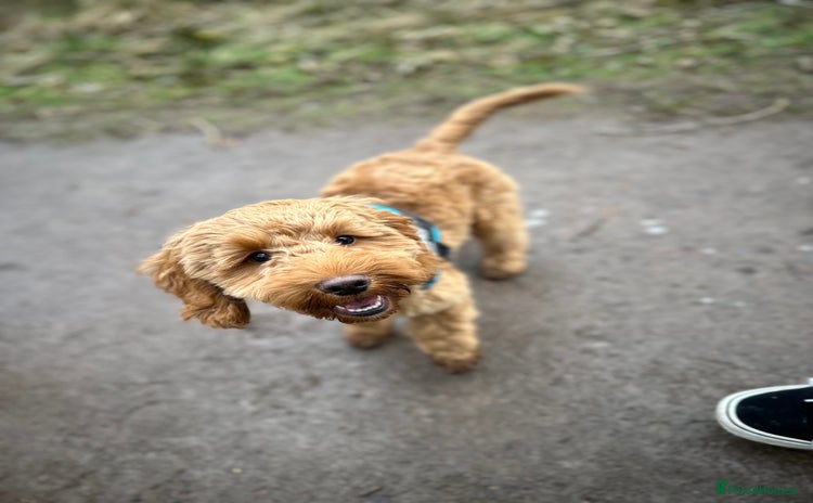 Cockapoo dogs - Advert 16