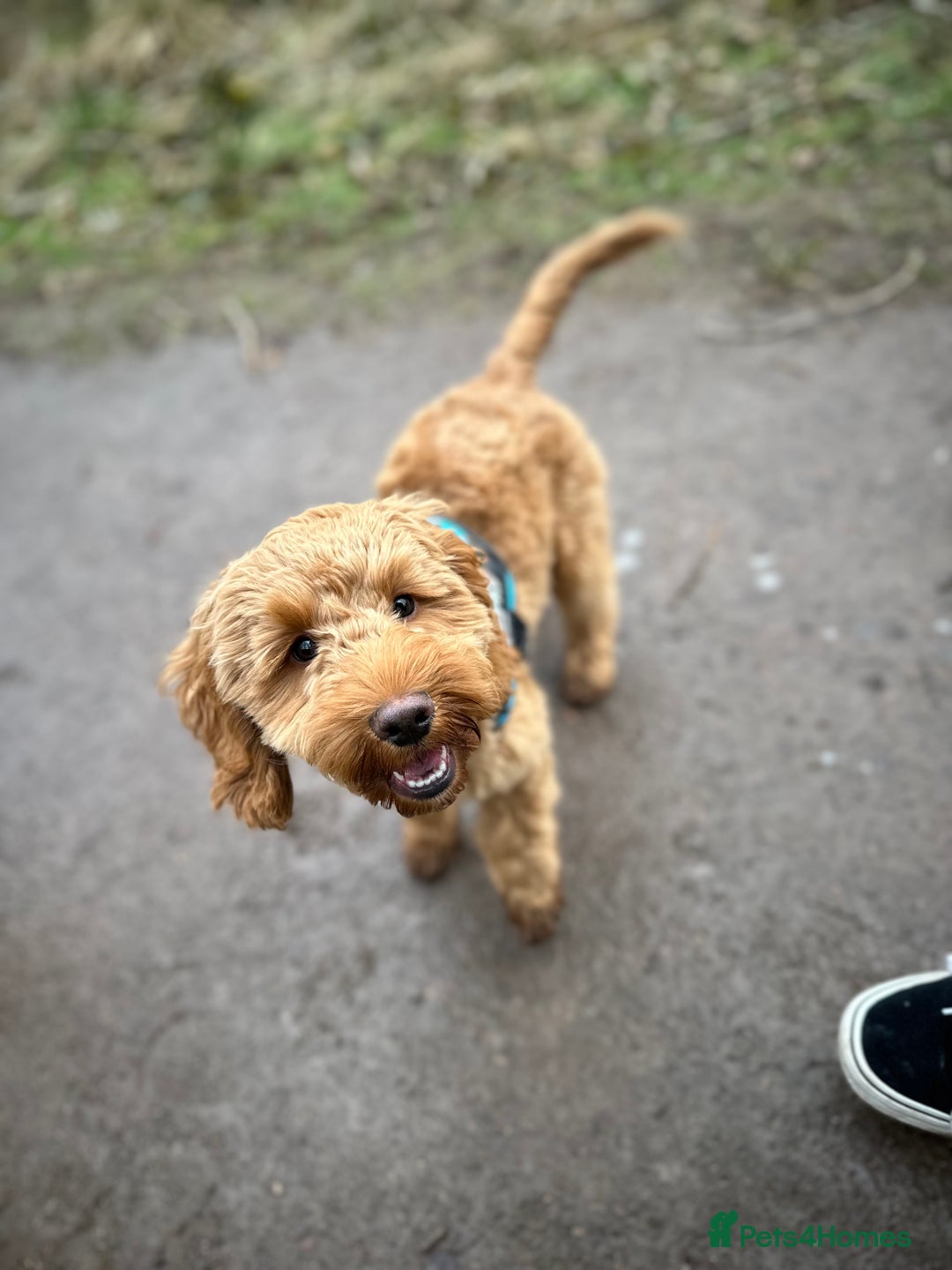 Cockapoo dogs for sale: Great cockapoo male pup - Image 1