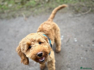 Cockapoo dogs - Advert 10