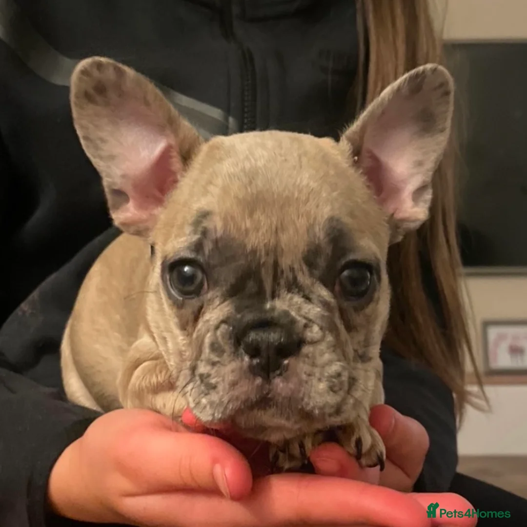 French Bulldog dogs for sale: Beautiful Female French Bulldog  in Sheffield - Advert 5