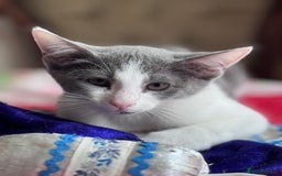 Mixed Breed cats for sale: Ready now! Oriental x British shorthair kittens - Image 39