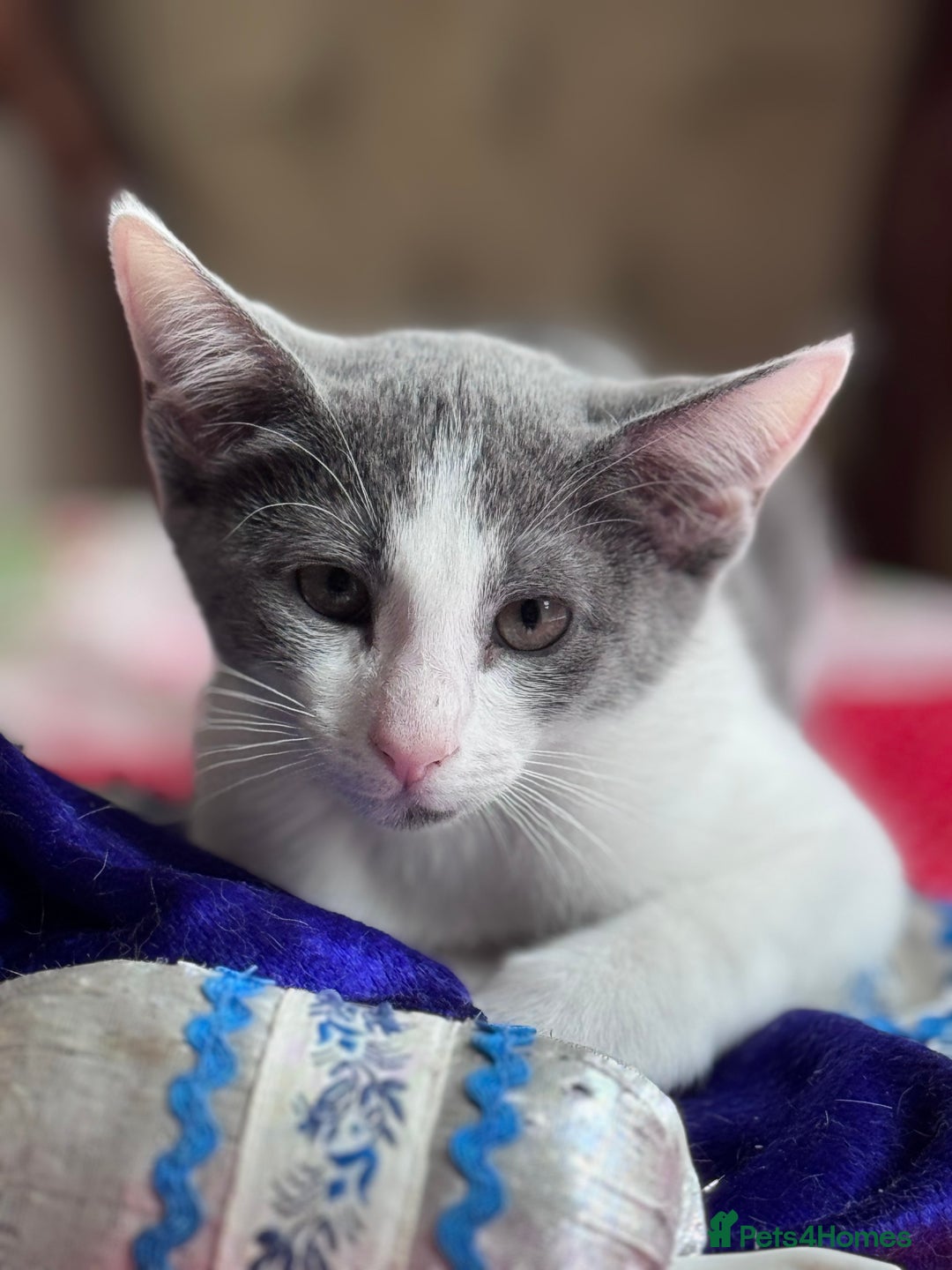 Mixed Breed cats for sale: Ready now! Oriental x British shorthair kittens - Image 39