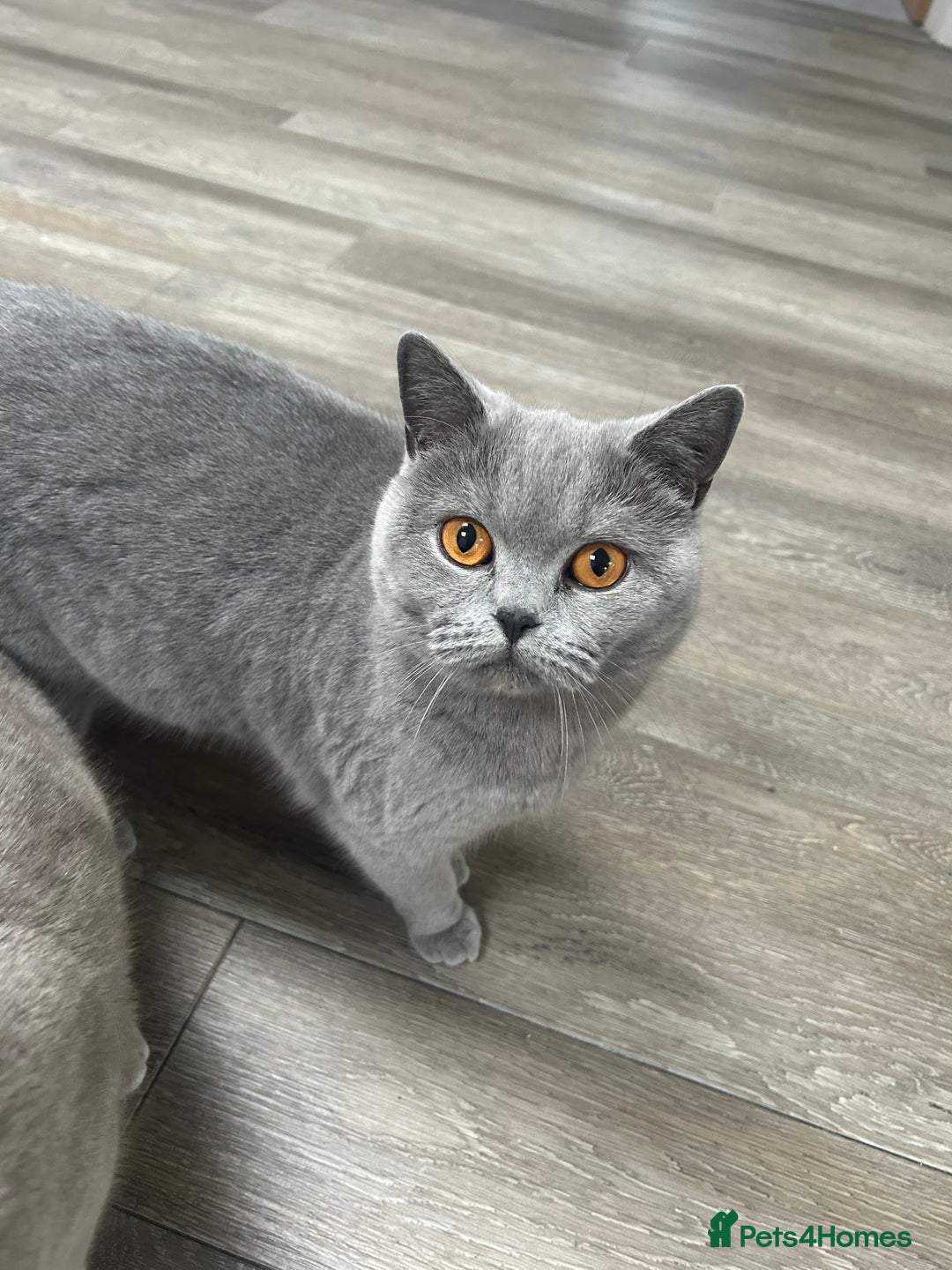 British Shorthair cats for sale: British Short hair female  - Advert 1