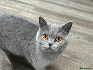 British Shorthair cats British Short hair female - Advert 5