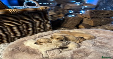 Cavachon dogs Cavapoochon puppies for sale - Advert 5