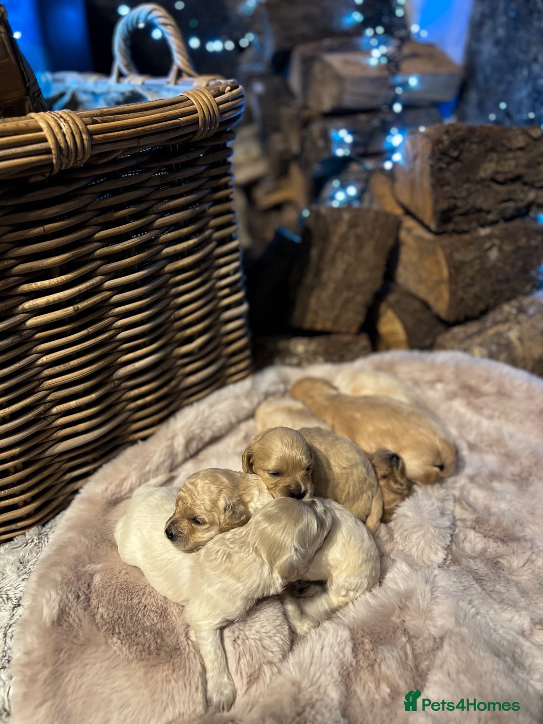 Cavachon dogs for sale: Cavapoochon puppies for sale - Advert 4