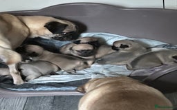 Mixed Breed dogs for sale: Chujjug  - Image 3