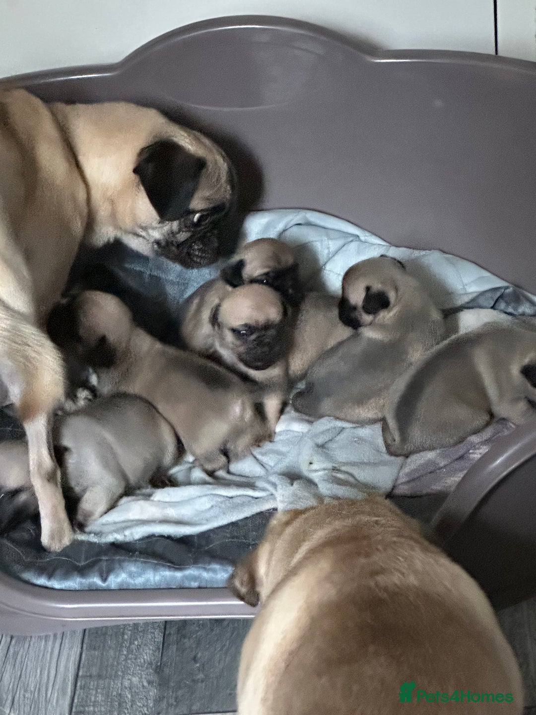 Mixed Breed dogs for sale: Chujjug  - Image 3