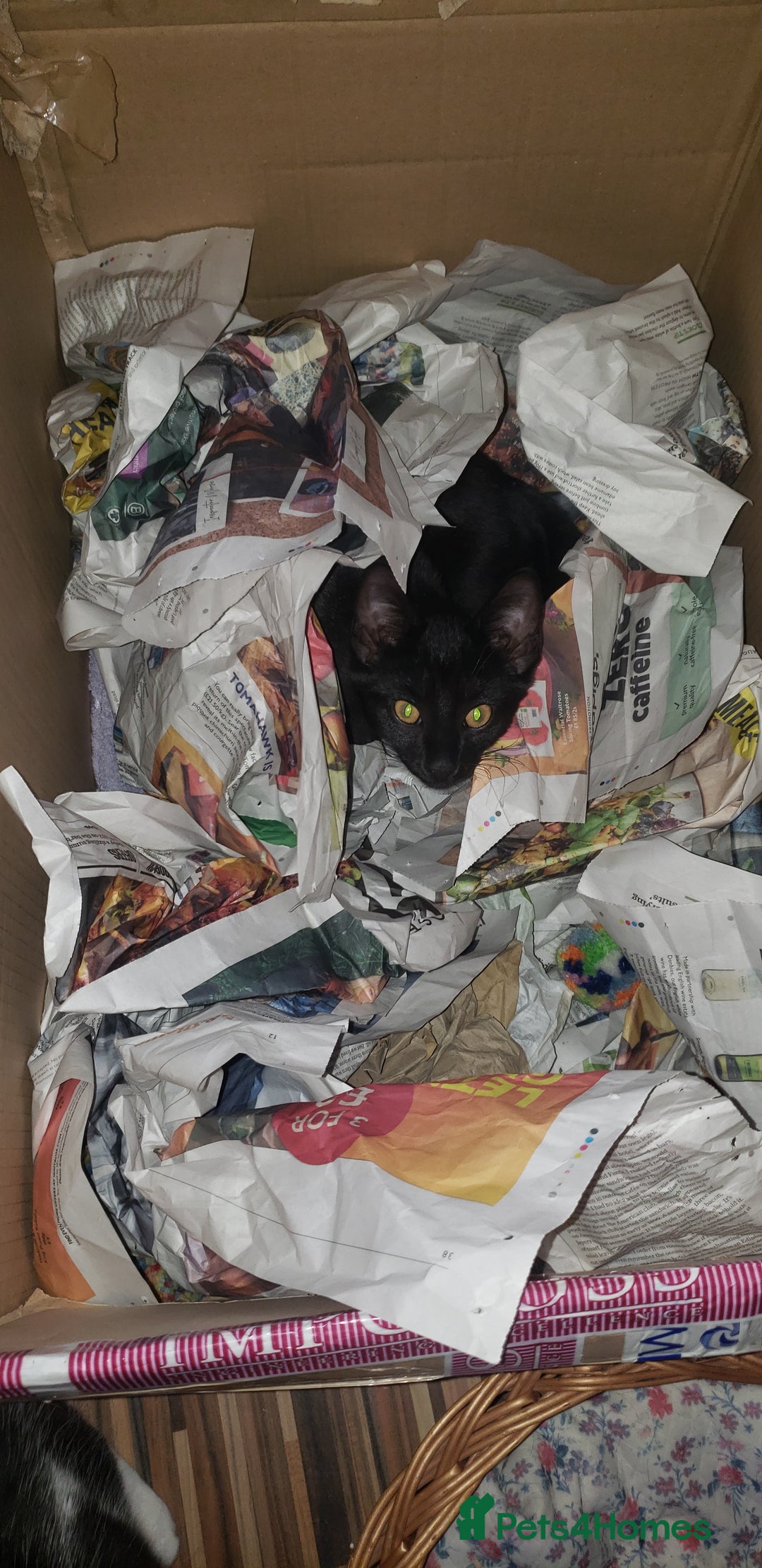 Domestic Shorthair cats for sale:  Bob, The Kitten - Image 4