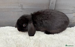 Mini Lop rabbits for sale: 🤎Chocolate Boy Mini Lop Ready to Leave 🤎 - Image 7