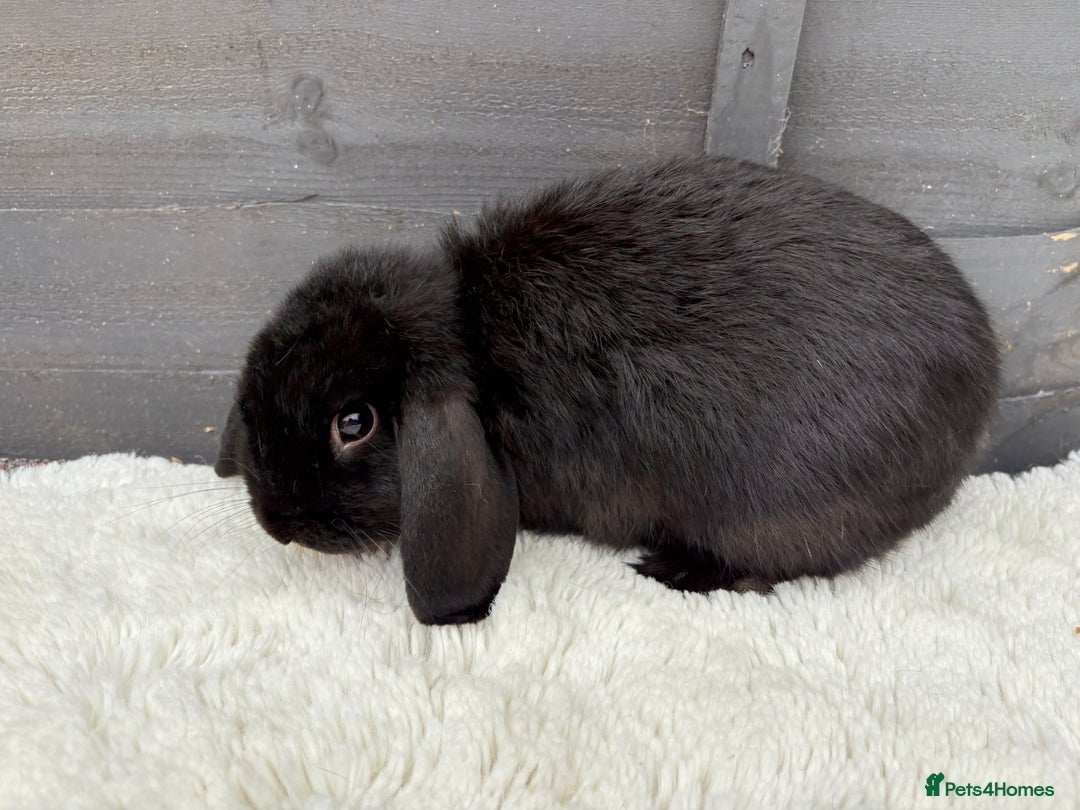Mini Lop rabbits for sale: 🤎Chocolate Boy Mini Lop Ready to Leave 🤎 - Image 7
