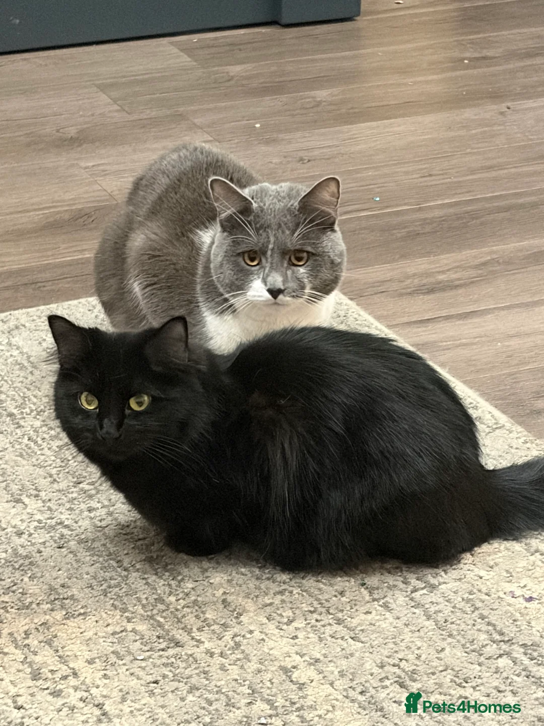 British Shorthair cats for sale: British short hair x Scottish Fold kittens - Advert 5