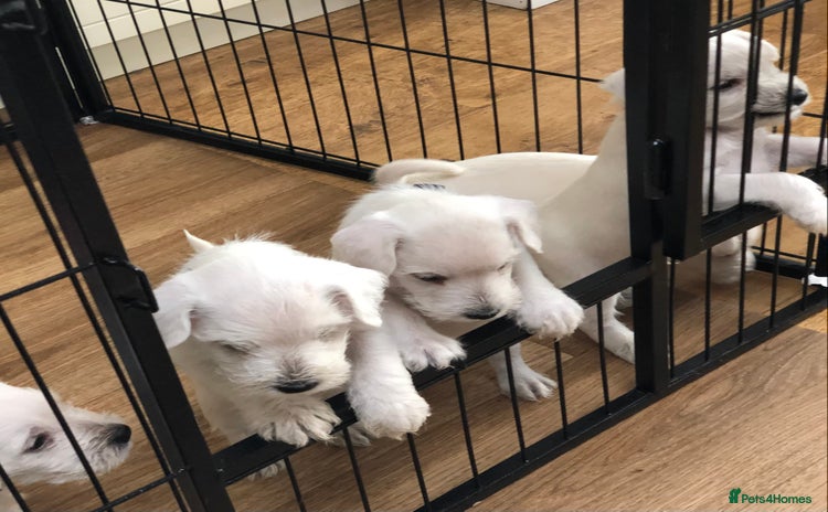 Miniature Schnauzer dogs - Advert 8