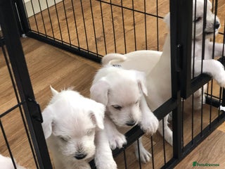 Miniature Schnauzer dogs - Advert 5