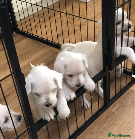 Miniature Schnauzer dogs - Advert 8