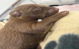 Borador dogs for sale: Border collie x lab puppies for sale  - Image 13