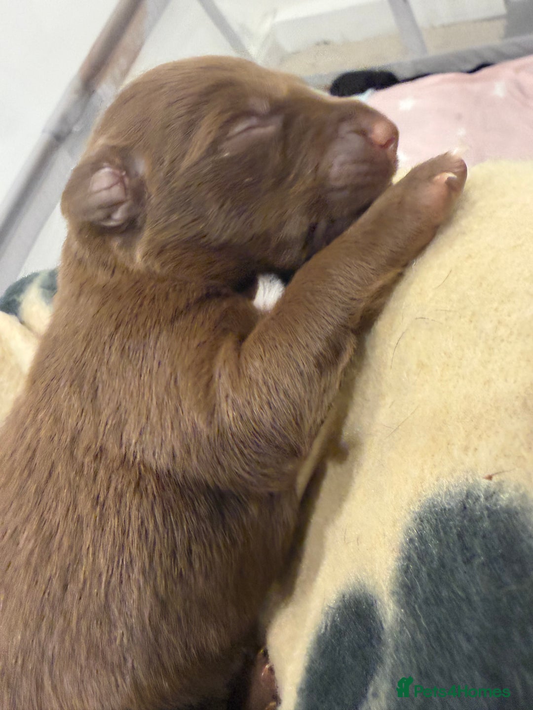 Borador dogs for sale: Border collie x lab puppies for sale  - Image 13