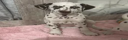 Dalmatian dogs for sale:  KC REGISTERED DALMATIAN PUPS  - Advert 15