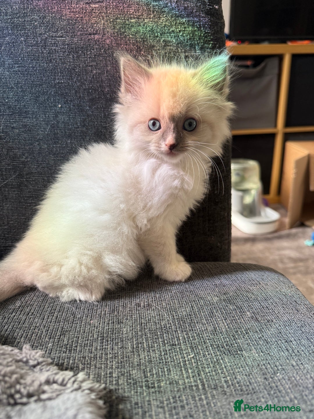 Ragdoll cats for sale: Half breeds - Image 3