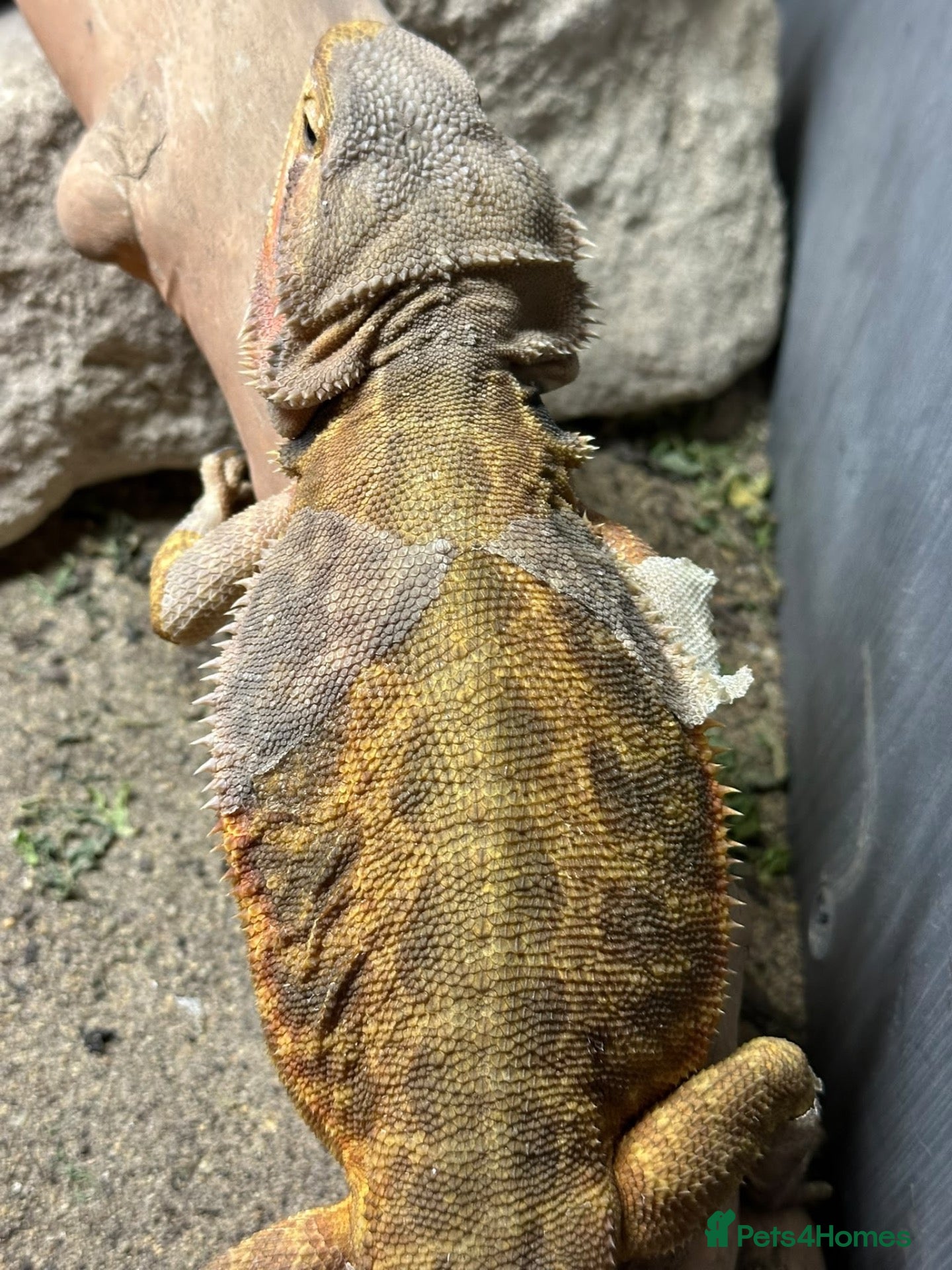Bearded Dragon reptiles Adult bearded dragon RTB - Advert 14