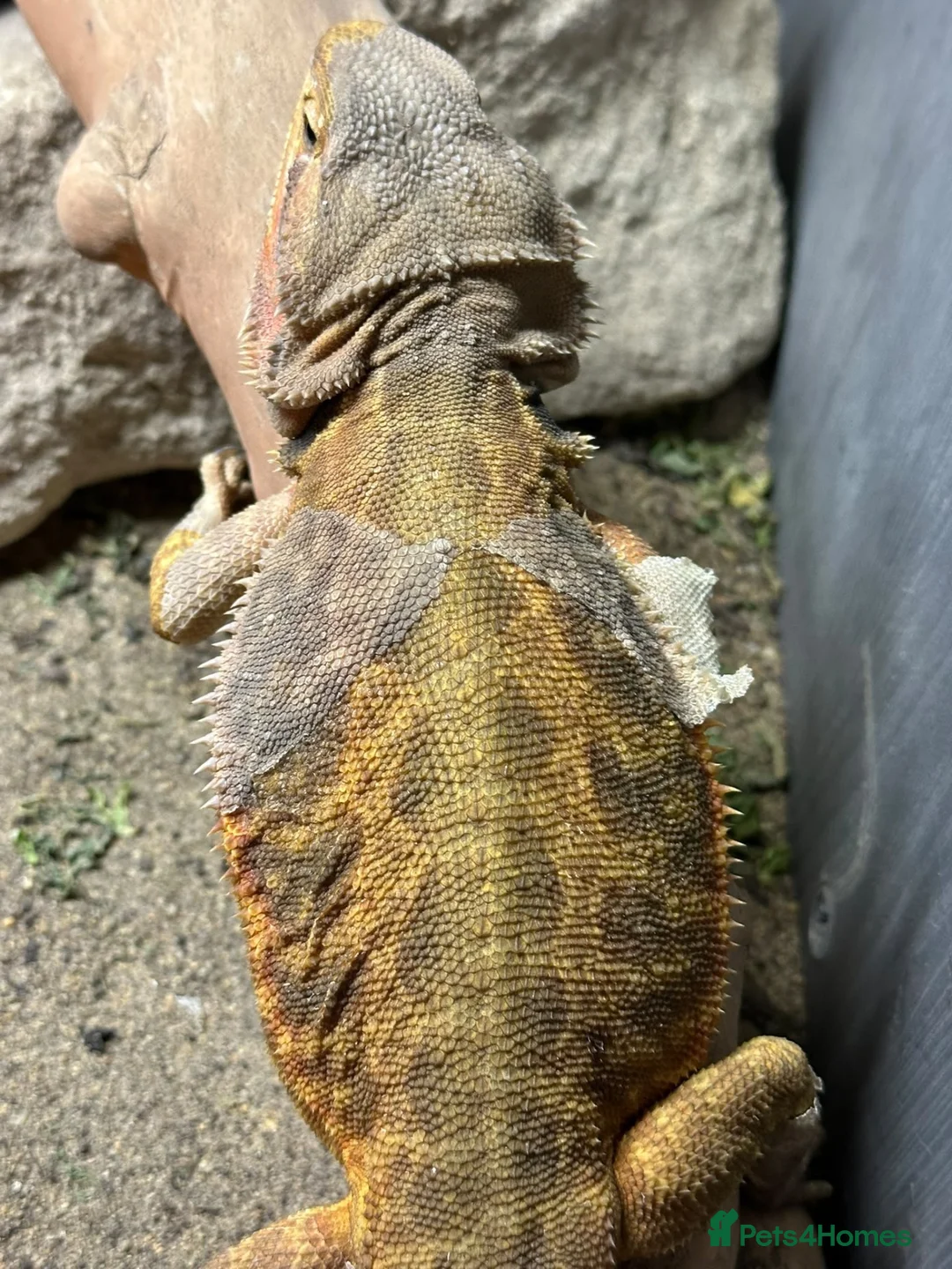 Bearded Dragon reptiles for sale: Adult bearded dragon RTB - Advert 1