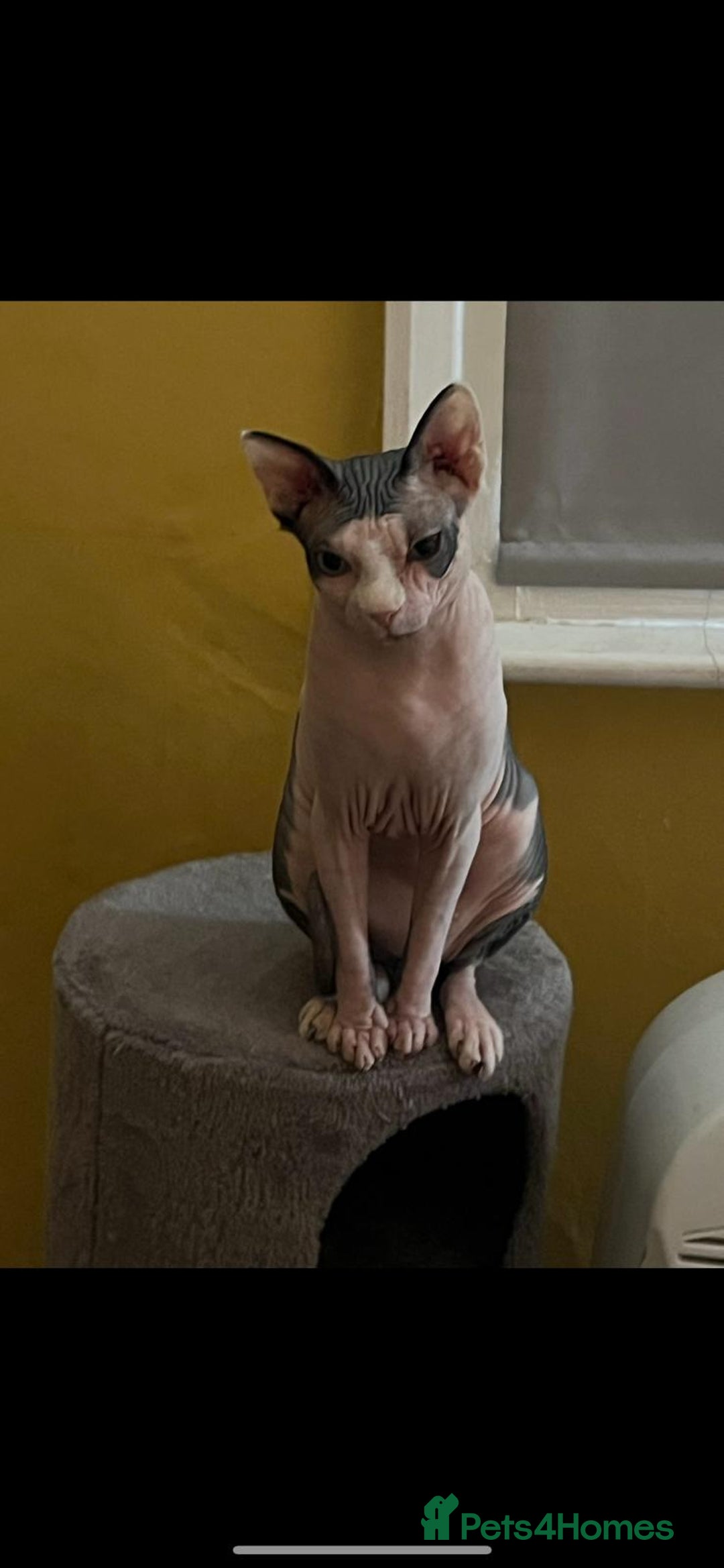 Sphynx cats for sale: 7 year old sphynx female to be rehomed - Image 8