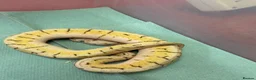 Python Snake reptiles for sale: Ball pythons  in Tredegar - Advert 8