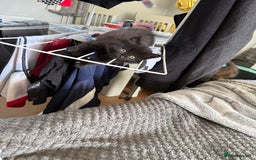 British Longhair cats for sale: Wonderful litter of black kittens. - Image 6