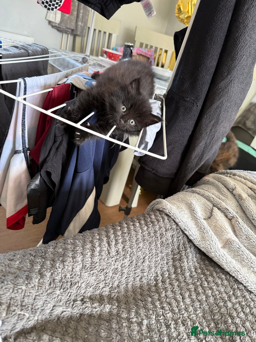 British Longhair cats for sale: Wonderful litter of black kittens. - Image 6