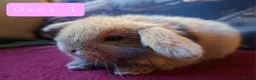 Mini Lop rabbits for sale: 🐰6 Mini Lop x Angora Baby Bunnies for Sale🐰 - Advert 4