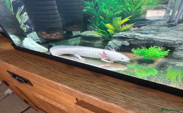 Axolotl reptiles - Advert 3