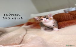Mixed Breed cats for sale: Stunning kittens 8 weeks old ready now  - Image 7