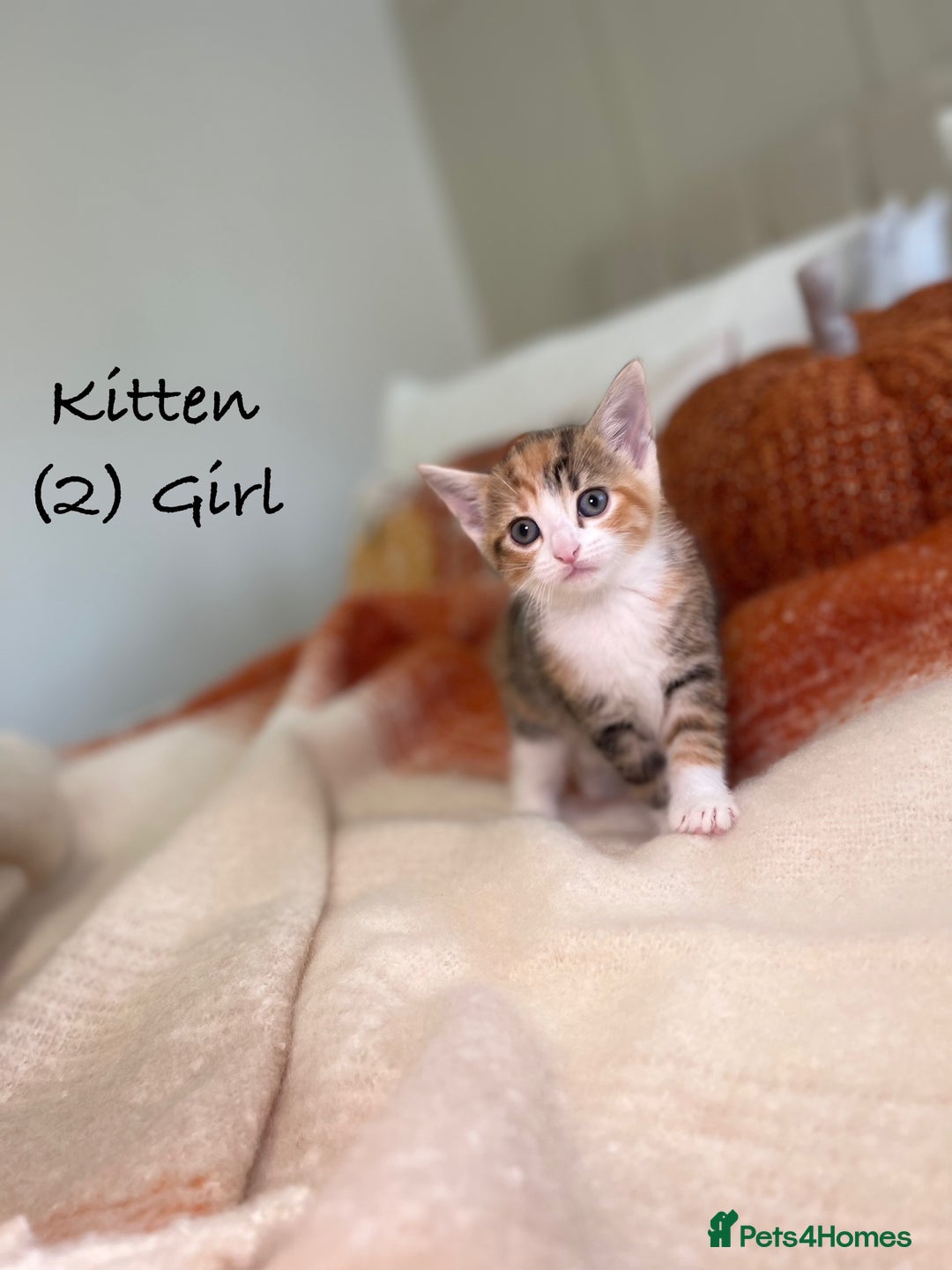 Mixed Breed cats for sale: Stunning kittens 8 weeks old ready now  - Image 7