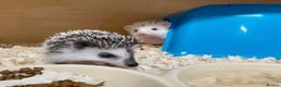 Pygmy Hedgehog rodents for sale: Beautiful Male & Female APH Baby Hedgehogs   - Advert 3