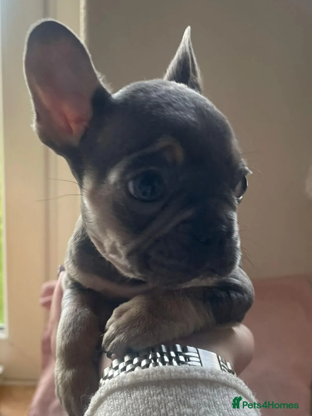 French Bulldog dogs for sale: French Bulldog Puppies - Advert 15