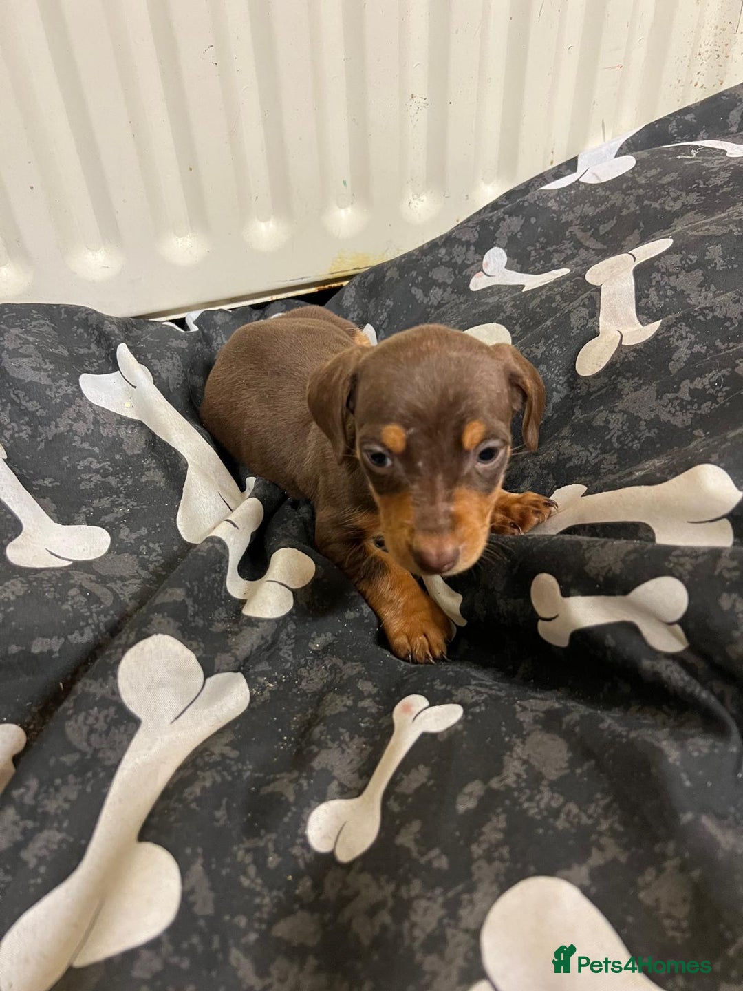 Miniature Dachshund dogs for sale: Beautiful miniature dachshund puppy's  - Advert 2