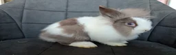 Lionhead rabbits for sale: Fluffy BE Lionhead Rabbits for Sale  - Advert 17