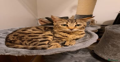 Mixed Breed cats - Advert 6