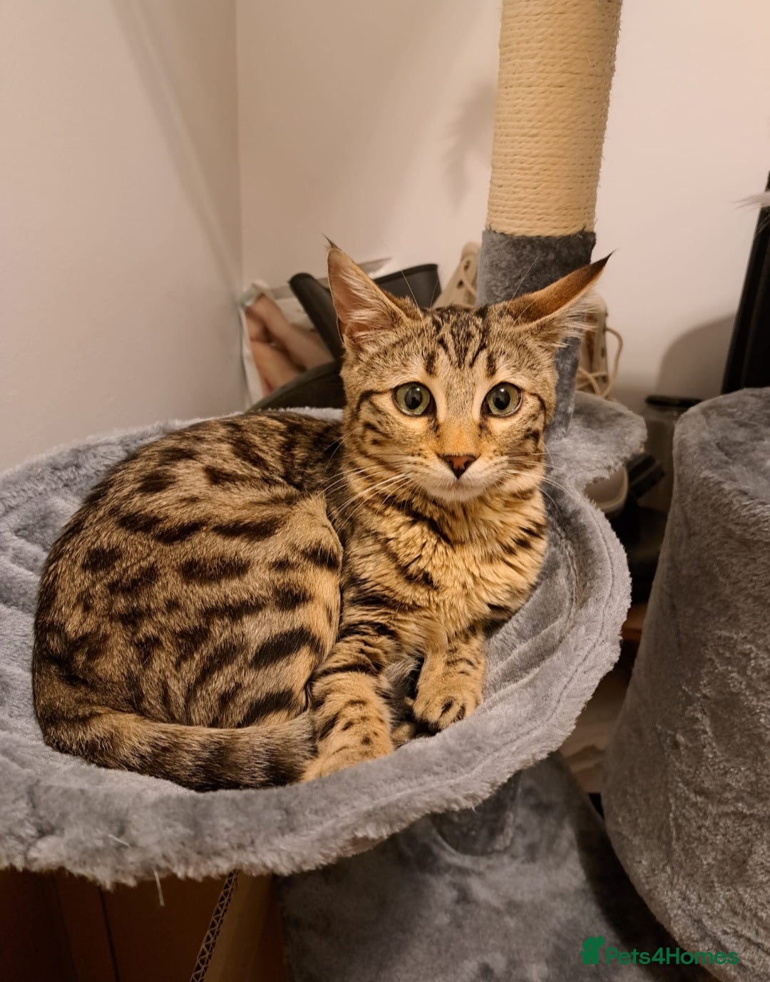 Mixed Breed cats for sale: Beautiful ragdoll bengal kittens  - Image 1