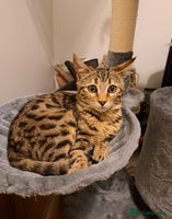 Mixed Breed cats - Advert 3