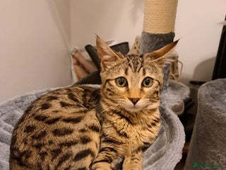 Mixed Breed cats - Advert 8